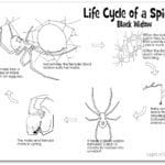 Life cycle of a spider worksheet