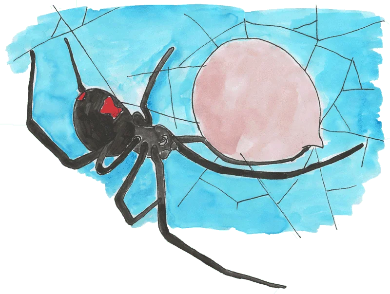 black widow spider with egg sac