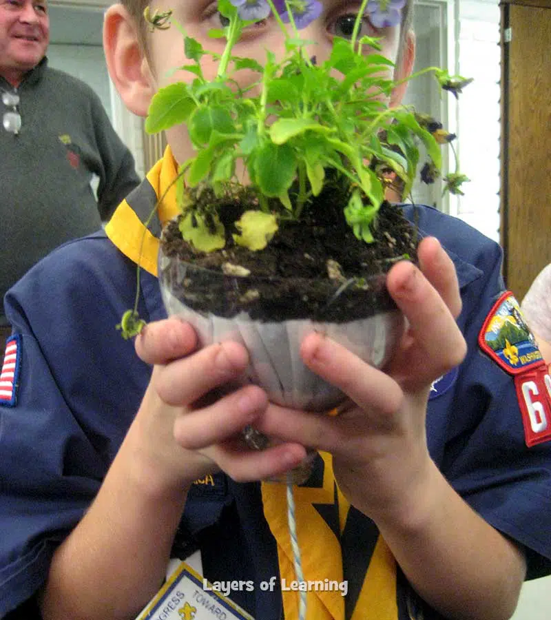 plant base even with the top of the pop bottle.