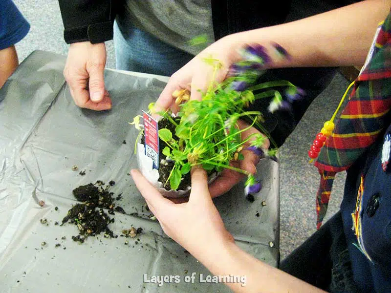 putting a plant on top of the coffee filter