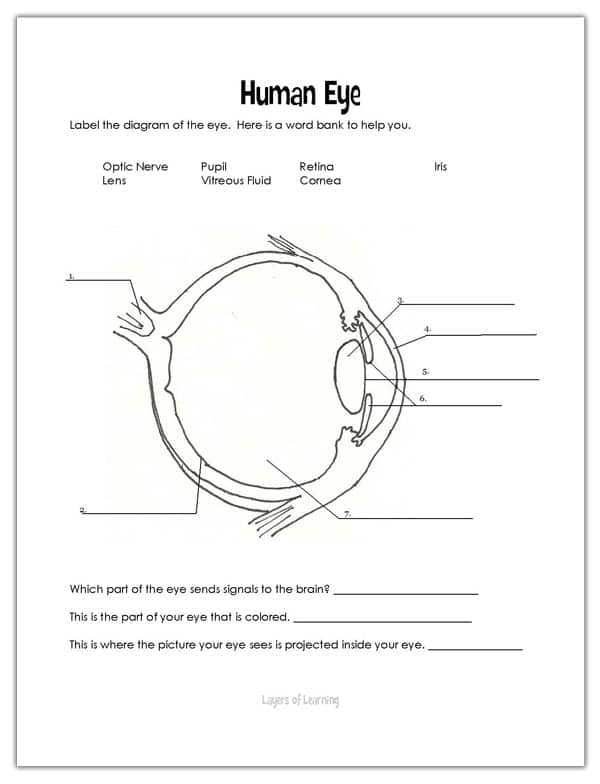 A worksheet about the human eye to label.