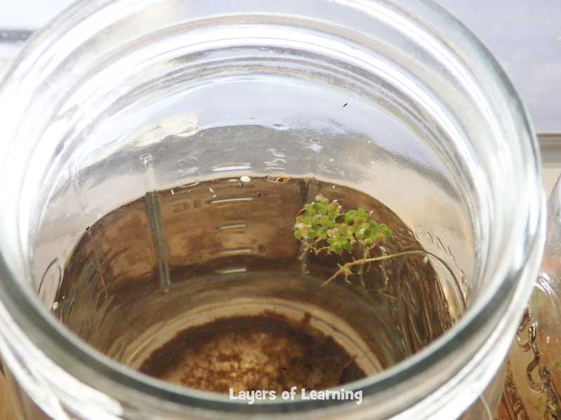 We grew algae from pond water in jars and then added various pollutants to test how they would affect the algae growth.