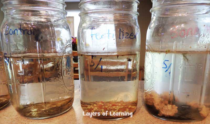 Test pollution in water with pond water, algae, and various pollutants in jars.